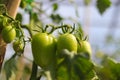 Homegrown tomato in the backyard