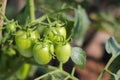 Homegrown tomato in the backyard