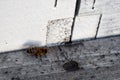 Close-up view of honey bee near hive Royalty Free Stock Photo