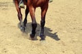 Close up view on the hooves of horses running through a dusty field. Royalty Free Stock Photo