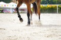 Equestrian sport horses running Royalty Free Stock Photo