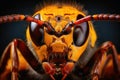 Close up view of a hornet head