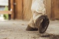 Close-up View Of Horse Hoof Just Being Cleaned Dust From The Hoof On The Ground