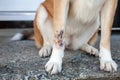 A close up view of a hot spot healing on the front paw of a dog.