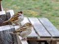 Close up view of a house sparrow Passer domesticus,perched on a wooden bench