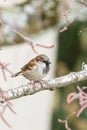 Close up view of house sparrow