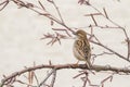 Close up view of house sparrow