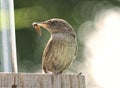 House Wren with Grub Royalty Free Stock Photo