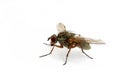 A close-up view on a housefly - a lot of details, small waterdrops on the eye