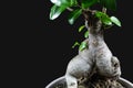 Close up view of houseplant ficus microcarpa ginseng isolated on black background.