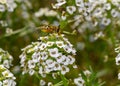 Close up view of a hoverfly collecting nectar on white Sweet Alyssum flowers Royalty Free Stock Photo