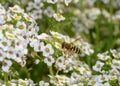 Close up view of a hoverfly collecting nectar on white Sweet Alyssum flowers Royalty Free Stock Photo