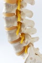 Close-up view of lumbar spine model Royalty Free Stock Photo