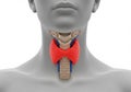 Human thyroid gland anatomy highlighted isolated on white background Royalty Free Stock Photo