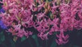 Close up view of hyacinth forming a background of pretty pink flowers. Hyacinth Orientalis blooms Royalty Free Stock Photo