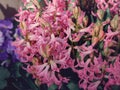 Close up view of hyacinth forming a background of pretty pink flowers. Hyacinth Orientalis blooms Royalty Free Stock Photo
