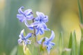 Close up view of Hyacinth plant.