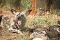 close up view of hyaenas resting on ground Royalty Free Stock Photo