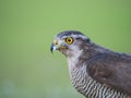 Close up view of a hybrid falcon