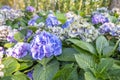 The close up view of Hydrangea (Hortensia). Wonderful Purple, blue and pink flowers Royalty Free Stock Photo