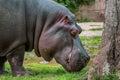 Close up view of a Hypo Hippopotamidae Royalty Free Stock Photo