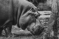 Close up view of a Hypo Hippopotamidae Royalty Free Stock Photo