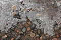 A close-up view of ice partially covering a rocky ground, capturing the intricate patterns formed as the ice begins to melt