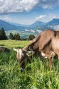 Idyllic mountain landscape in Switzerland with grazing cow in the foreground Royalty Free Stock Photo