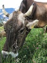 Idyllic mountain landscape in Switzerland with grazing cow in the foreground Royalty Free Stock Photo