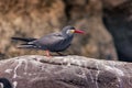 Close-up view of an Inca tern bird standing on a rock with a blurred natural background. Royalty Free Stock Photo