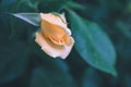 Close-up view of incredibly beautiful yellow rose in the garden. Royalty Free Stock Photo