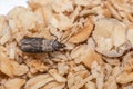 Close-up view on indian-meal moth on oatmeal. Royalty Free Stock Photo