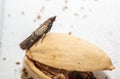Close-up view on indian-meal moth on pistachio nut. Royalty Free Stock Photo