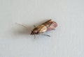 Close-up view on indian-meal moth on white background. Royalty Free Stock Photo