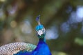 Close up view of The Indian peafowl or blue peafowl Pavo cristatus, a large and brightly coloured bird Royalty Free Stock Photo