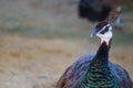 Close up view of The Indian peafowl or blue peafowl (Pavo cristatus Royalty Free Stock Photo