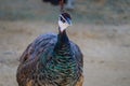 Close up view of The Indian peafowl or blue peafowl (Pavo cristatus Royalty Free Stock Photo