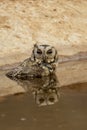 Close up view of a indian scops owl or Otus bakkamoena owlet bird with reflection in water quenching thirst from waterhole in hot