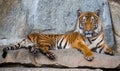 Close up view of an Indochinese tiger Royalty Free Stock Photo
