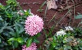 Close-up view of an inflorescence or a cluster of tiny beautiful pink and purple colored West Indian Jasmine flowers in Pune,