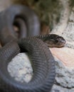 Close-up view of an Inland Taipan or Oxyuranus microlepidotus in Australia Royalty Free Stock Photo