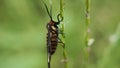 Close-up view of insect known as Amata huebneri on grass