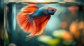 Close-up view inside a chic, cylindrical aquarium in a minimalist bedroom. The focus is on a colorful betta fish Royalty Free Stock Photo
