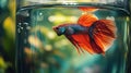 Close-up view inside a chic, cylindrical aquarium in a minimalist bedroom. The focus is on a colorful betta fish Royalty Free Stock Photo