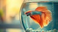 Close-up view inside a chic, cylindrical aquarium in a minimalist bedroom. The focus is on a colorful betta fish Royalty Free Stock Photo