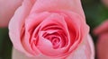 Close up pink rose Royalty Free Stock Photo
