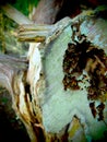 Looking Inside a Fallen Tree Royalty Free Stock Photo