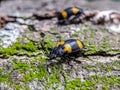 Close up view interesting black and yellow colour beetles.