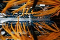 Close up view of internet equipment and cables in the server room Royalty Free Stock Photo