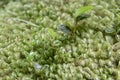 Close up view of intricate green moss